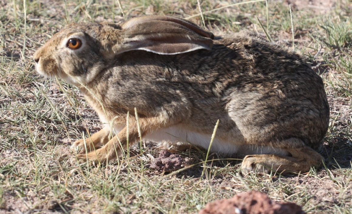 28 Different Types of Hares (With Pictures)