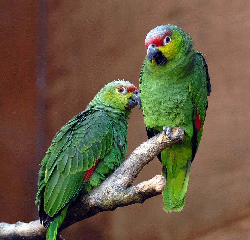 Amazons parrots