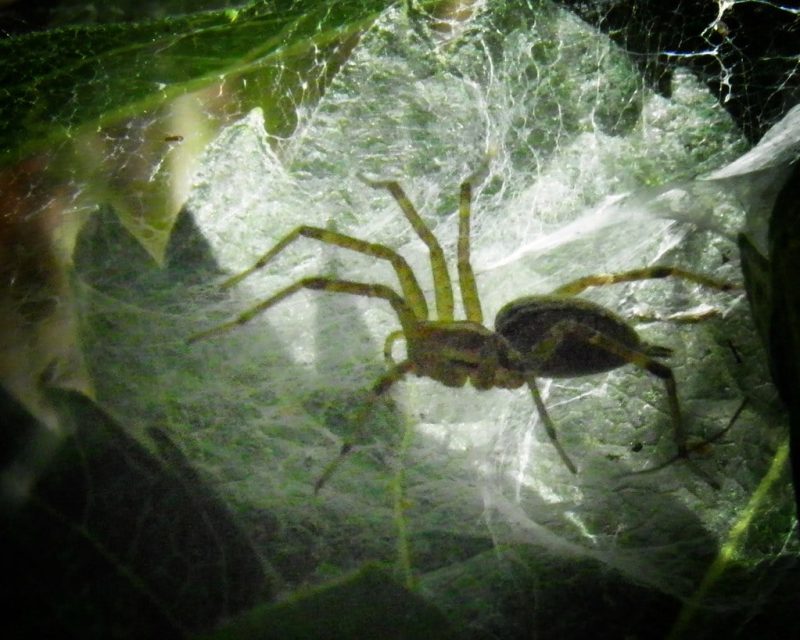 24 Different Types of Spiders in Louisiana