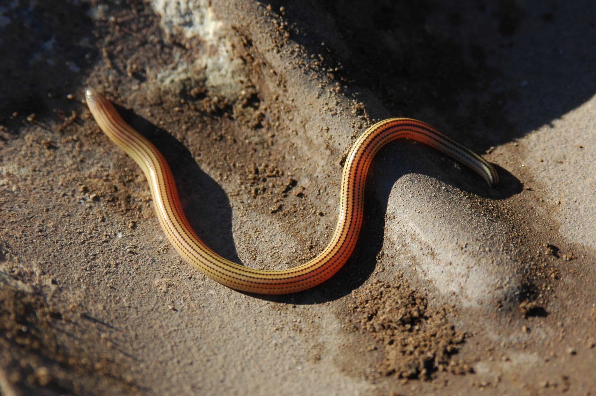 15 Types of Lizards in Mexico (With Pictures)