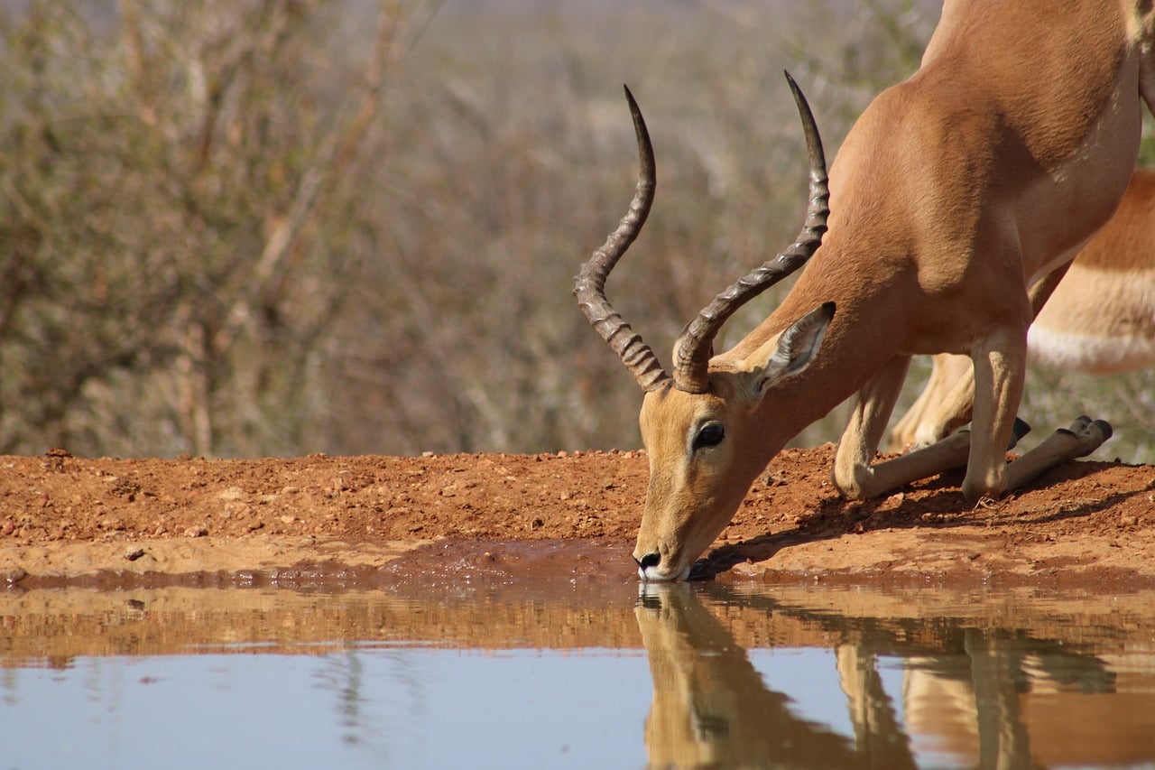 how-animals-drink-their-water-memolition