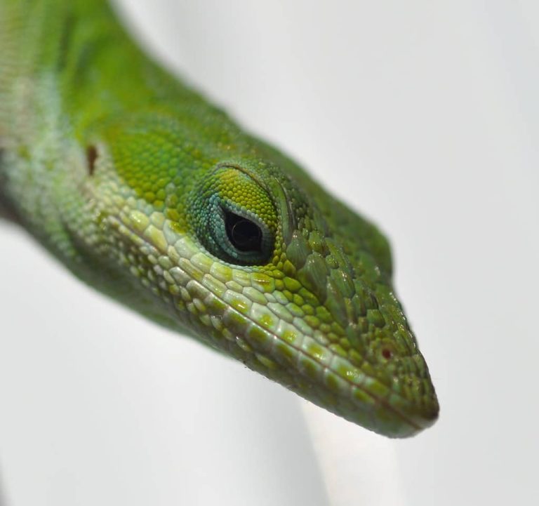 8 Different Types of Lizards in the Philippines (With Pictures)