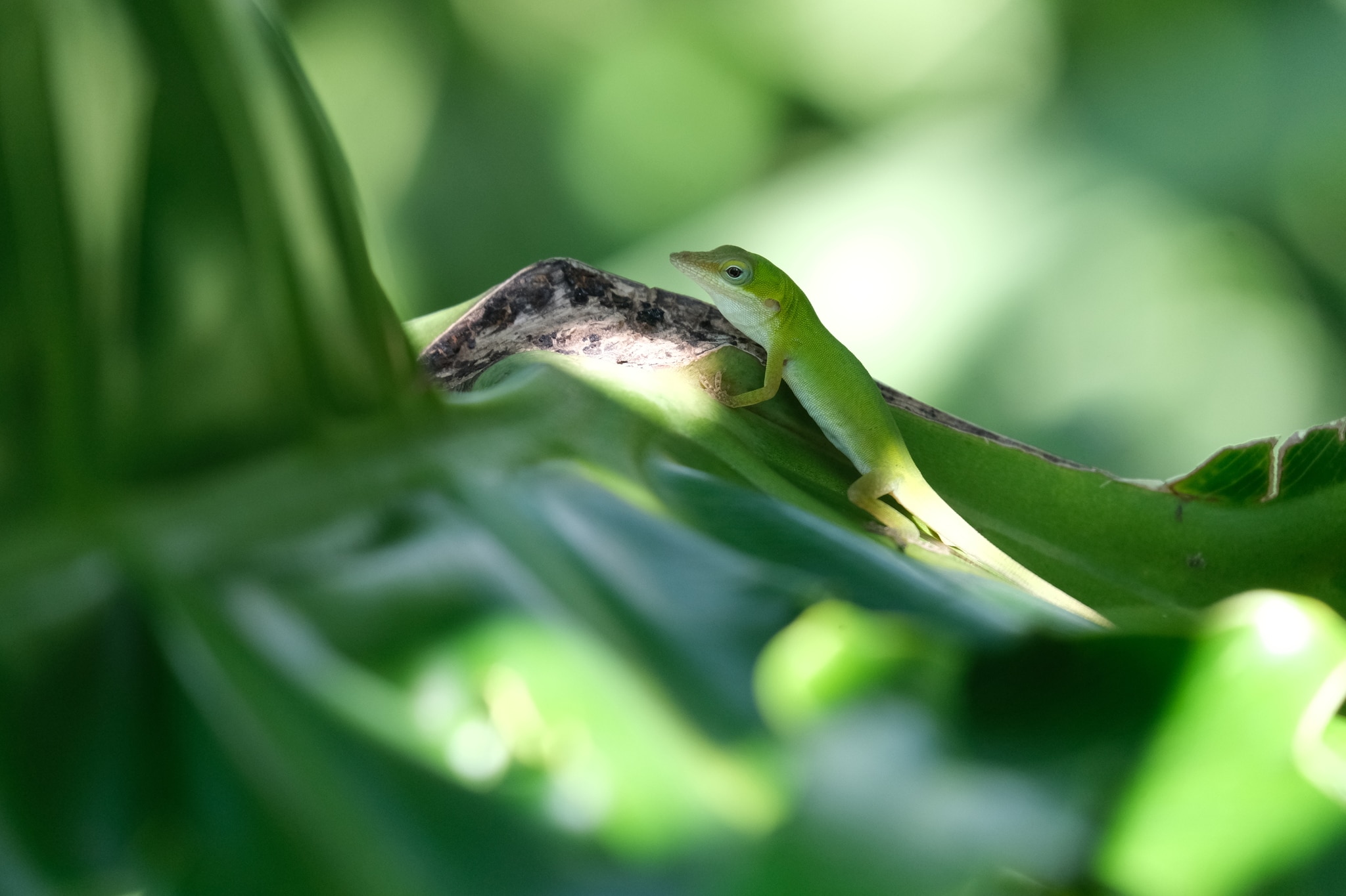 15 Different Types of Lizards in Mexico (With Pictures)