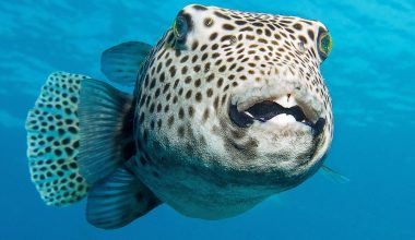 Are All Types of Puffer Fish Poisonous