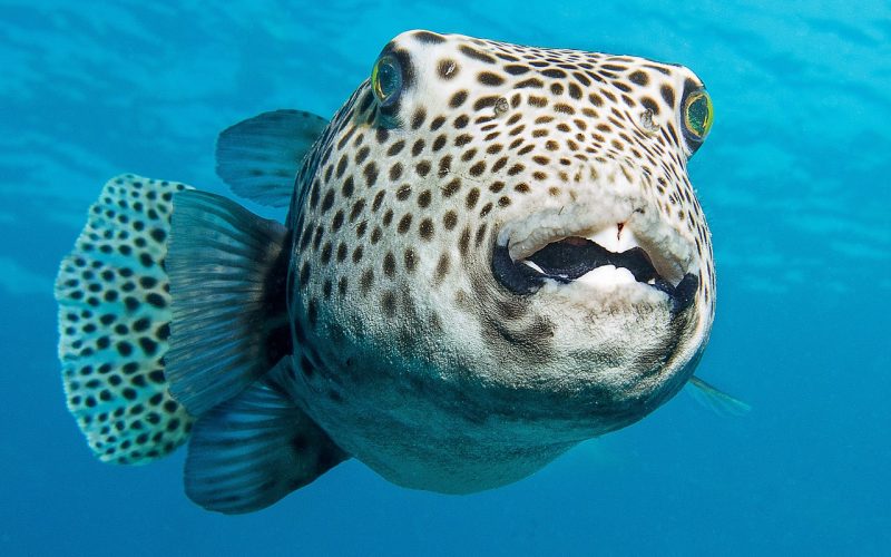Are All Types of Puffer Fish Poisonous