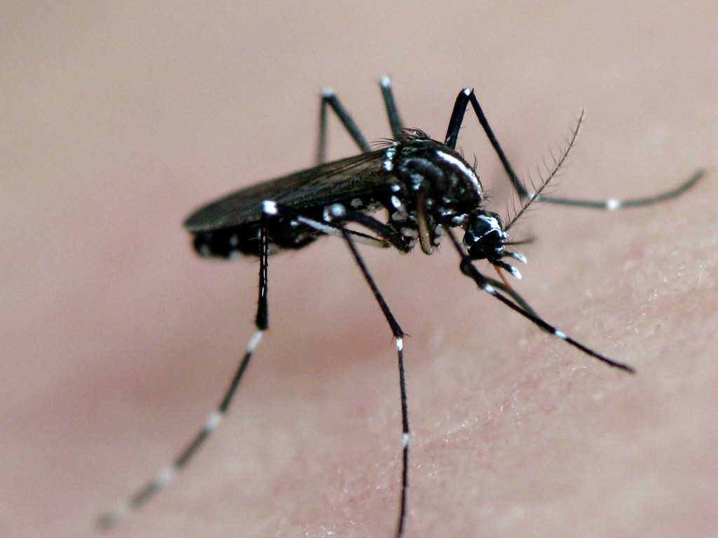Asian Tiger Mosquito - Types of Insects That Drink Blood