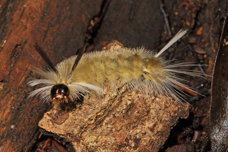 20 Types of Caterpillars in South Carolina (With Pictures)