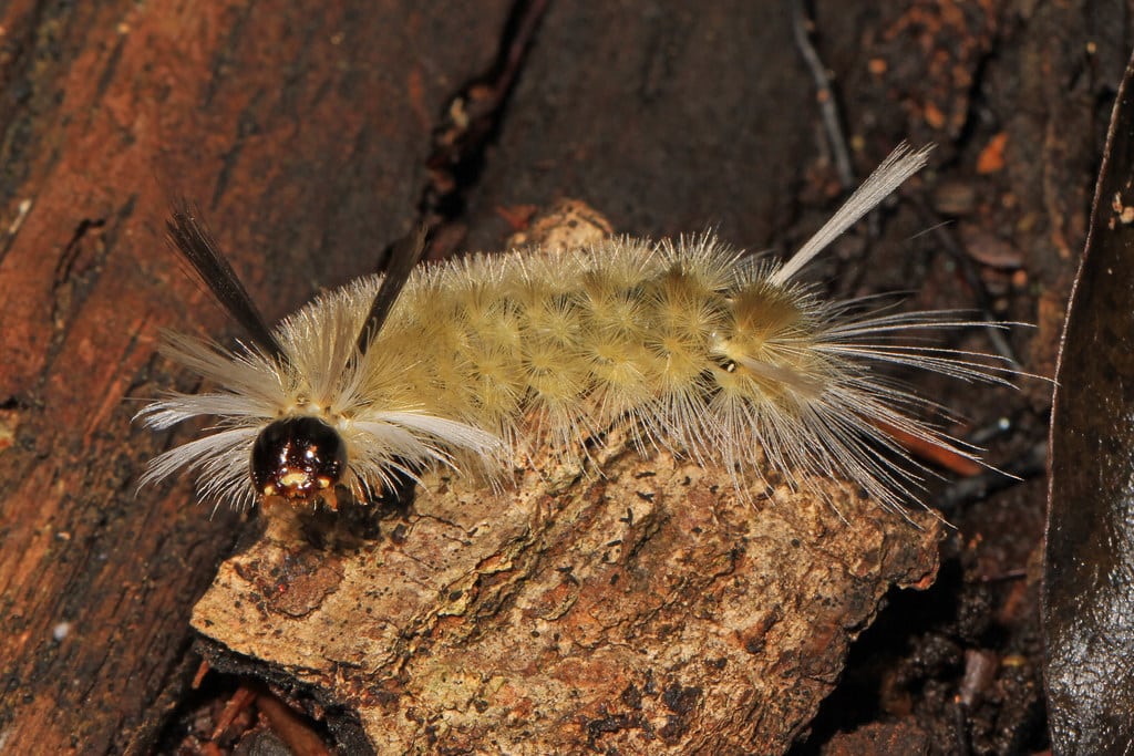 Banded Tussock Caterpillar