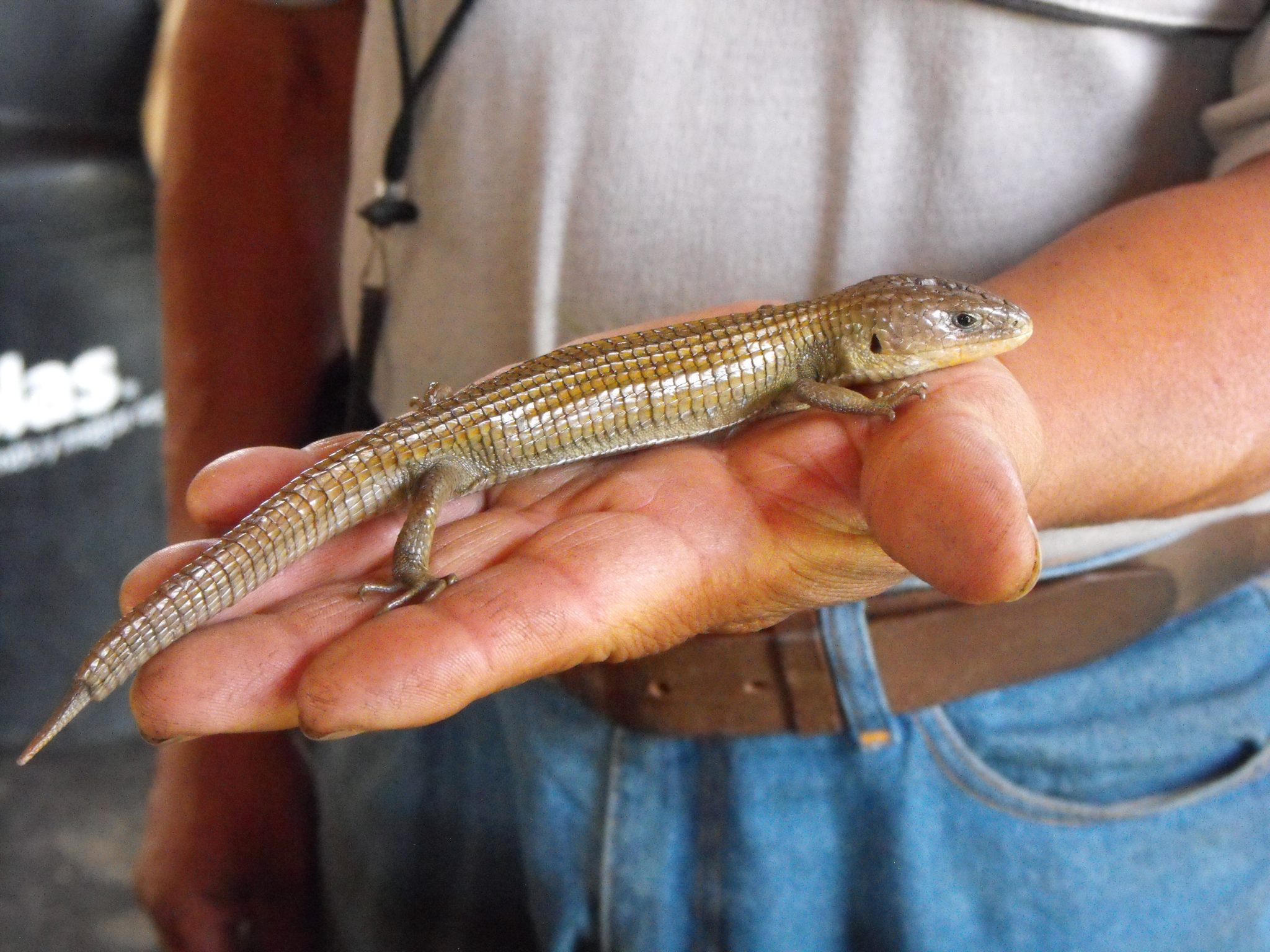 15 Types of Lizards in Mexico (With Pictures)