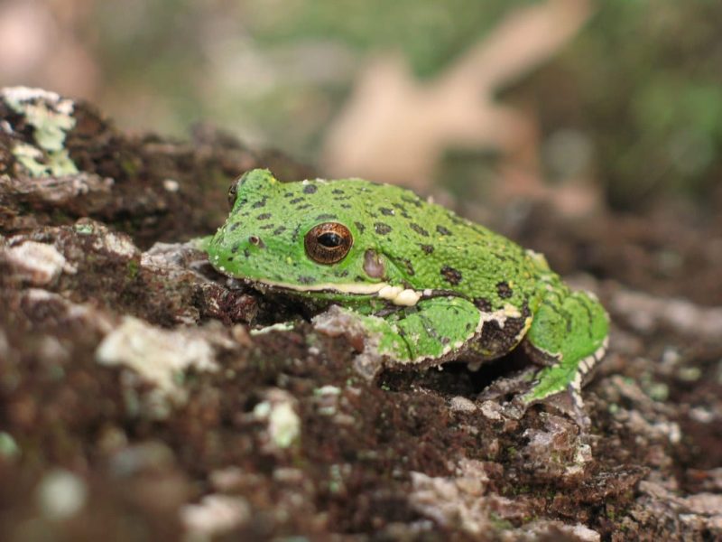 23 Different Types of Frogs in Kentucky