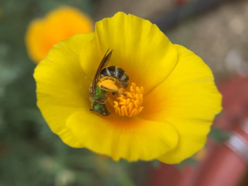 Bicolored Agapostemon Sweat Bee
