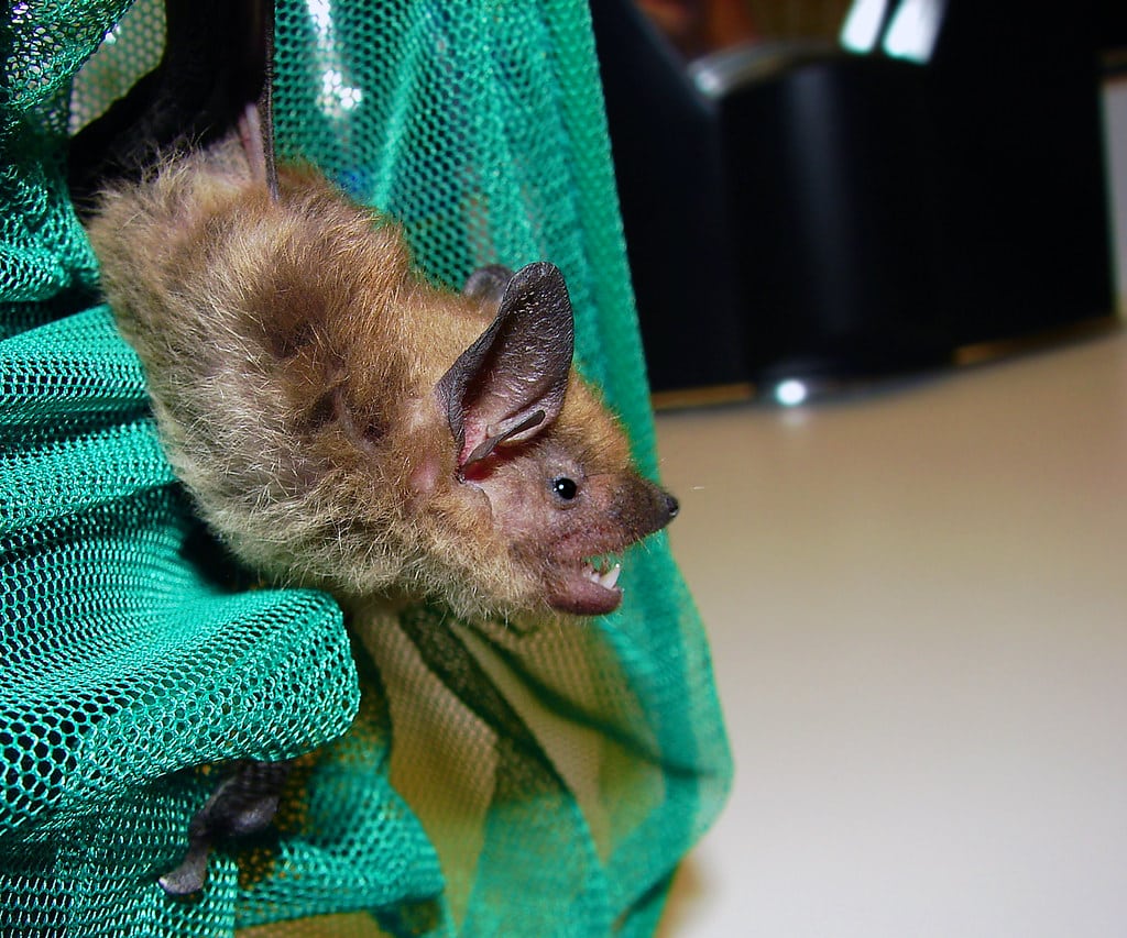 Big Brown Bat - Types of Bats in Maryland