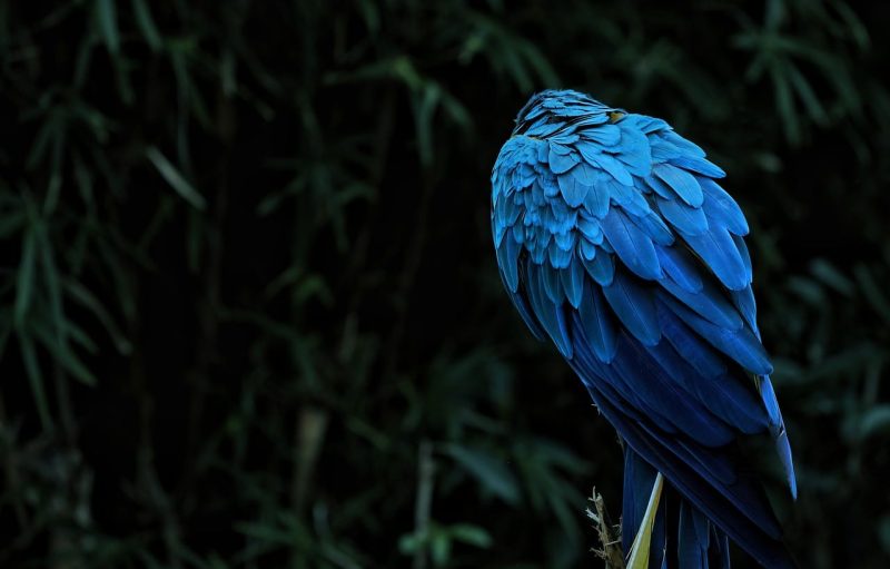 100s-of-names-for-blue-birds