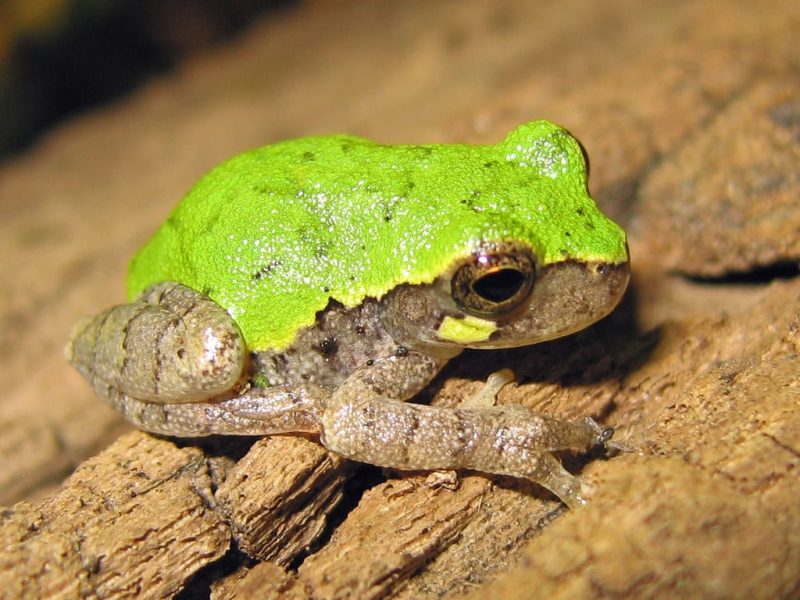 23 Different Types of Frogs in Kentucky