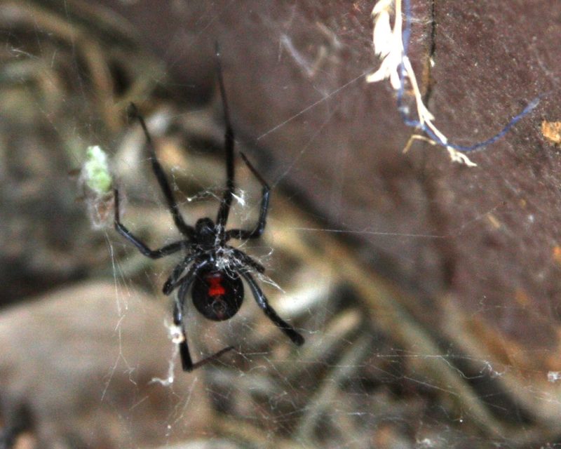 24 Different Types of Spiders in Louisiana