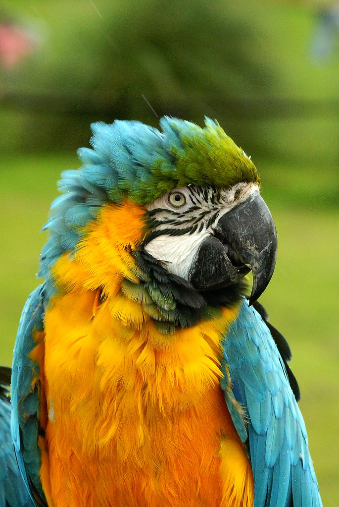 Blue And Gold Macaw