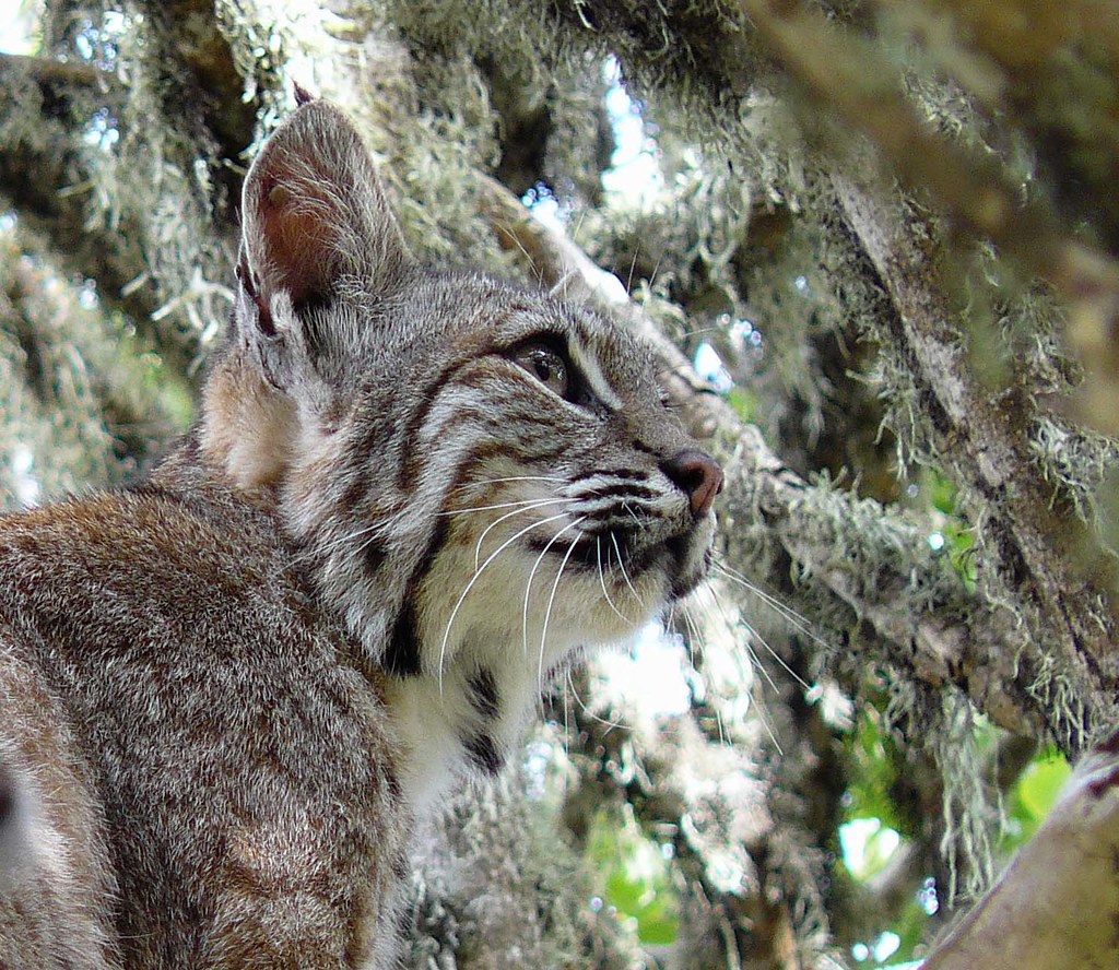 Bobcats - Animals That Eat Cicadas