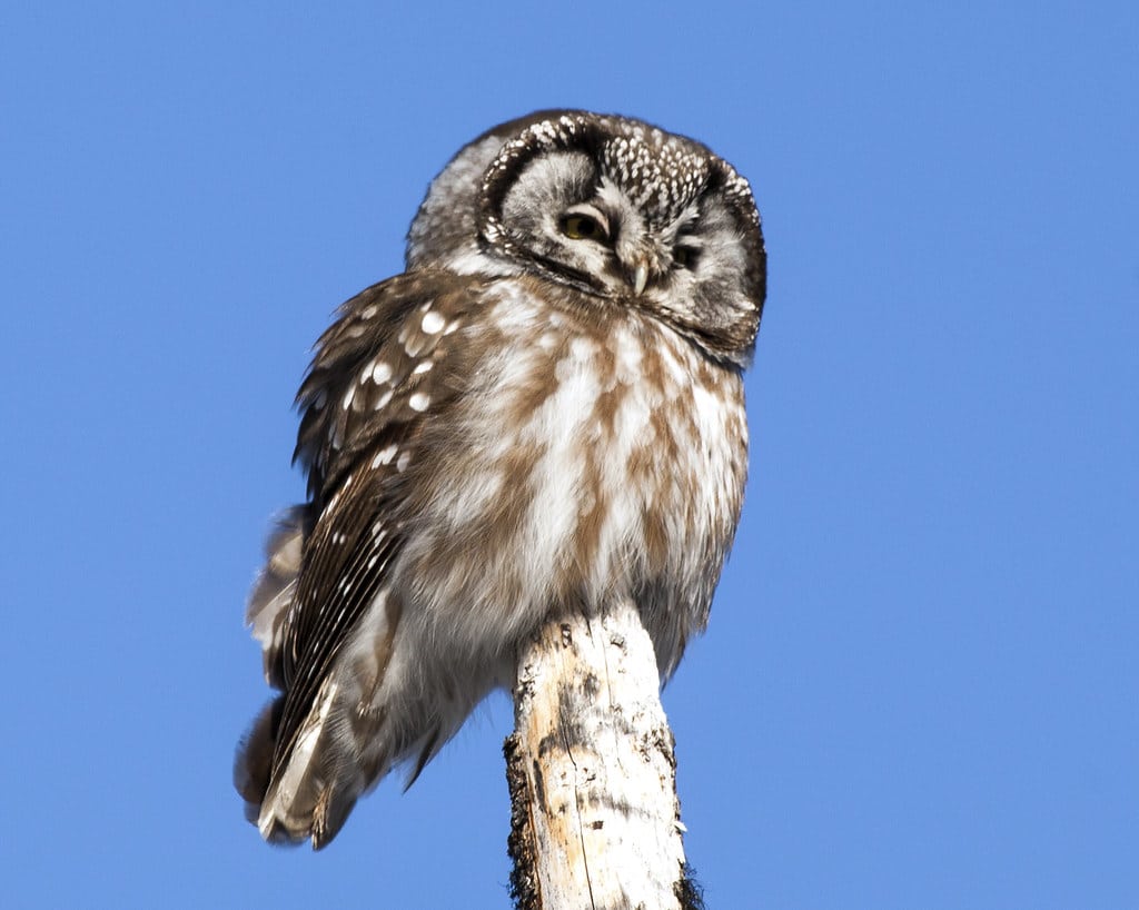 Boreal Owl