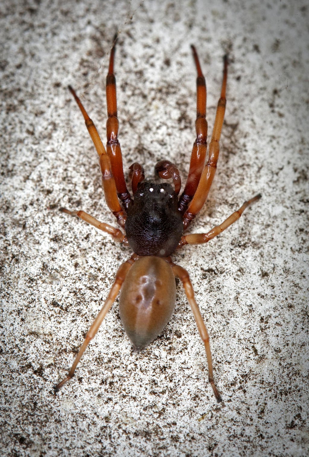 Broad-Faced Sac Spider