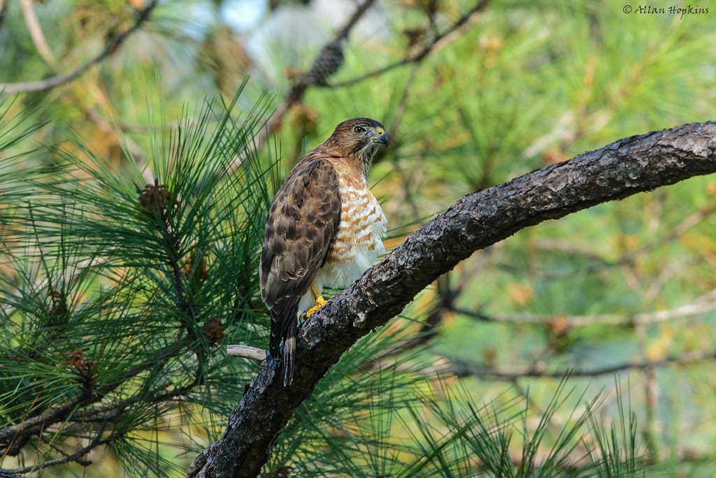 Broad-winged Hawk