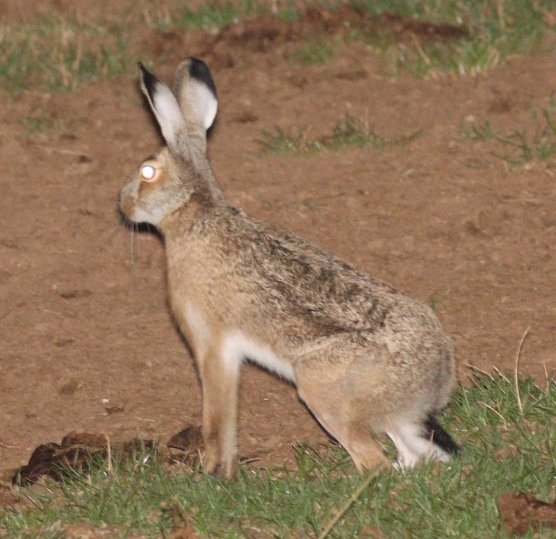 28 Different Types of Hares (With Pictures)
