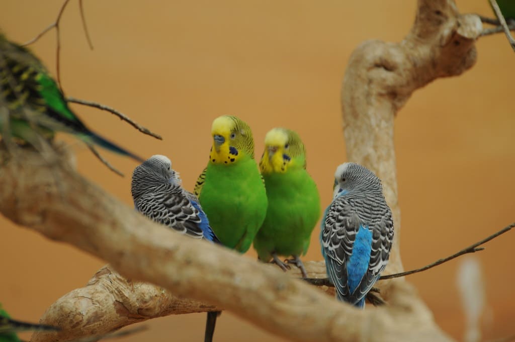 Budgerigars