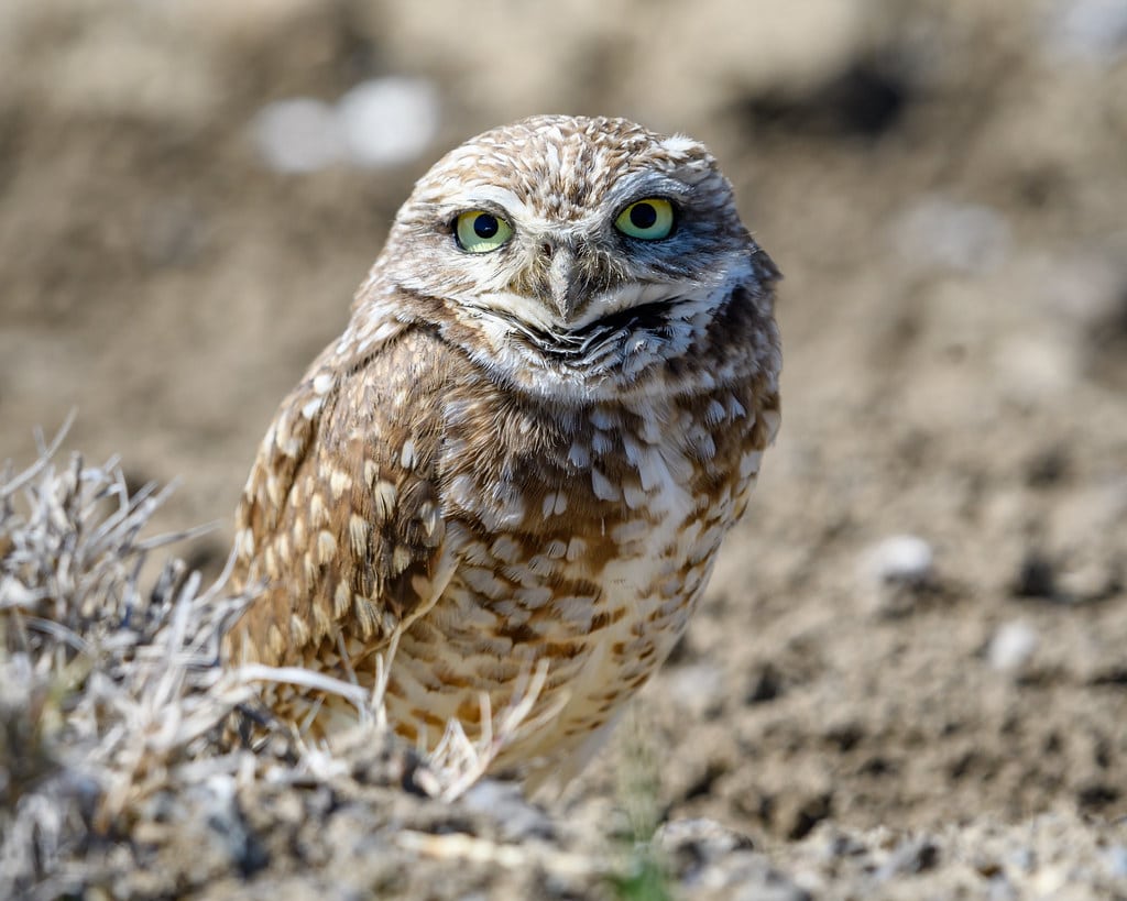 Burrowing Owl - Types of Owls in California