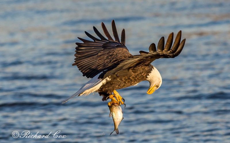 Can Eagles Catch Fish