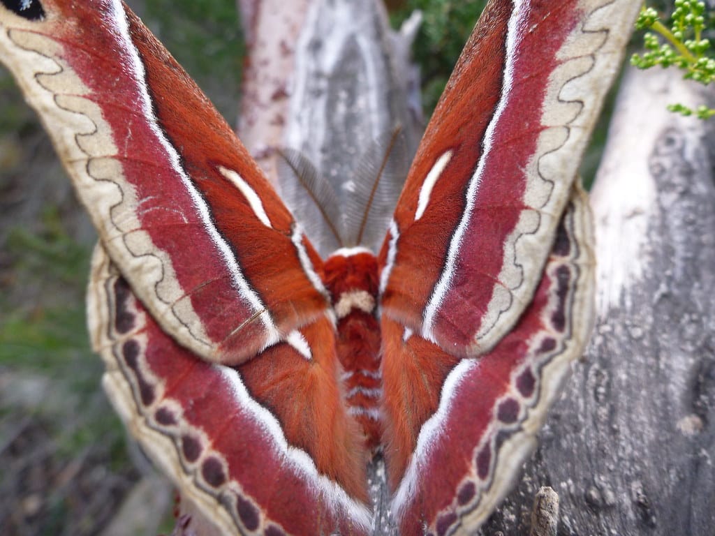 Ceanothus Silkmoth