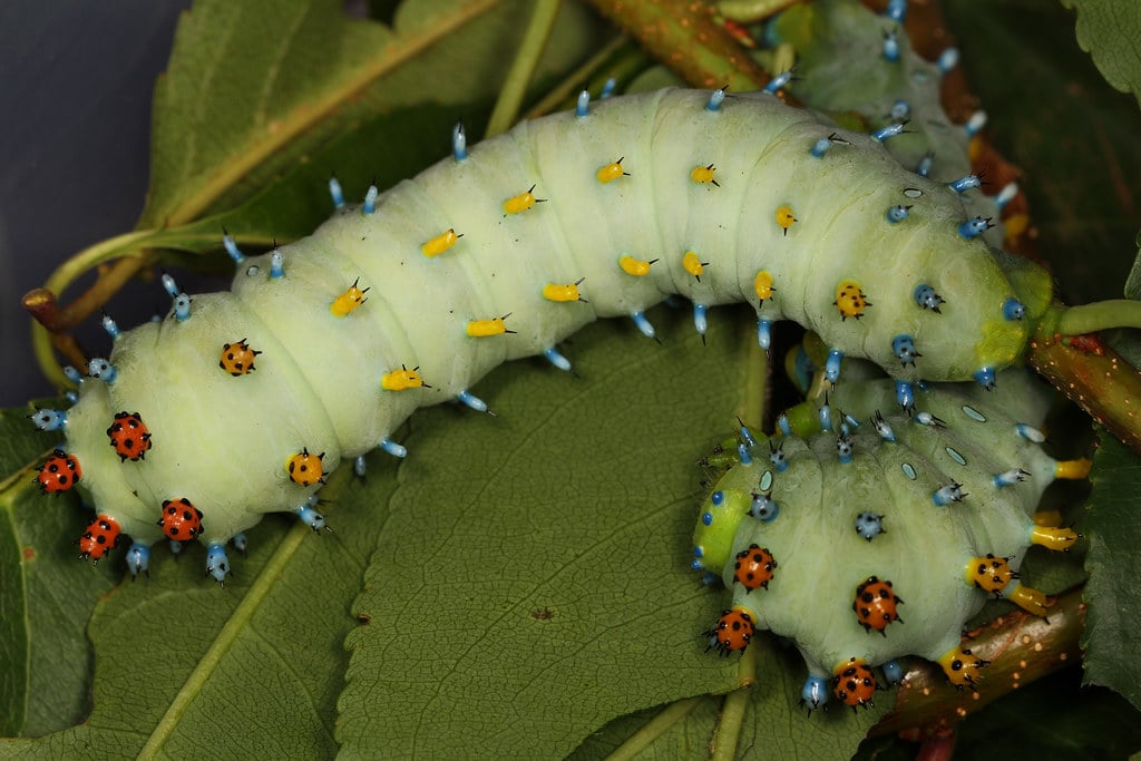 Cecropia Moth Caterpillar