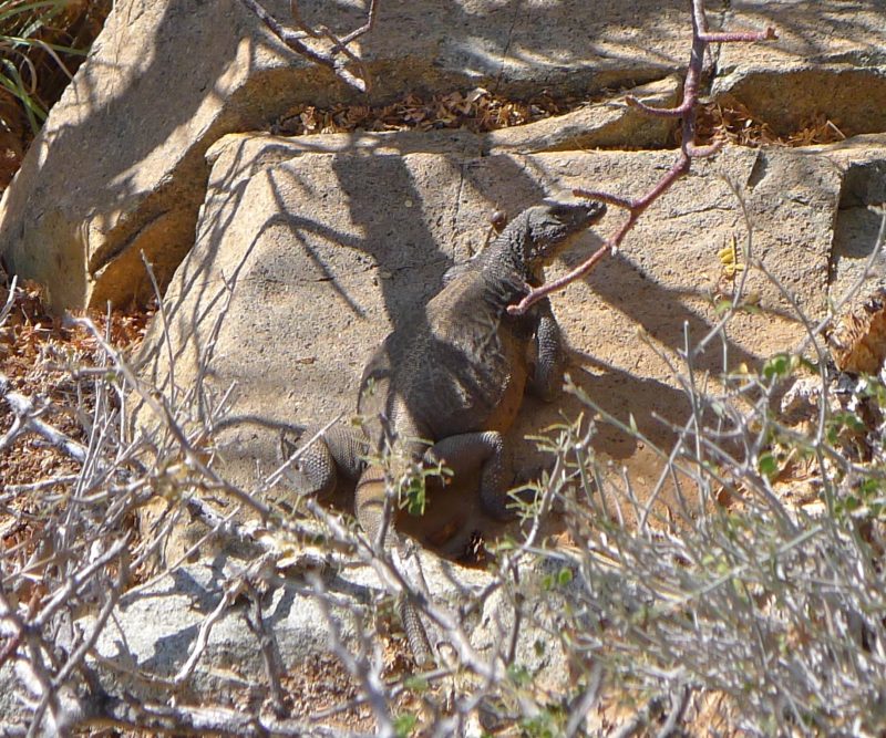 15 Different Types of Lizards in Mexico (With Pictures)