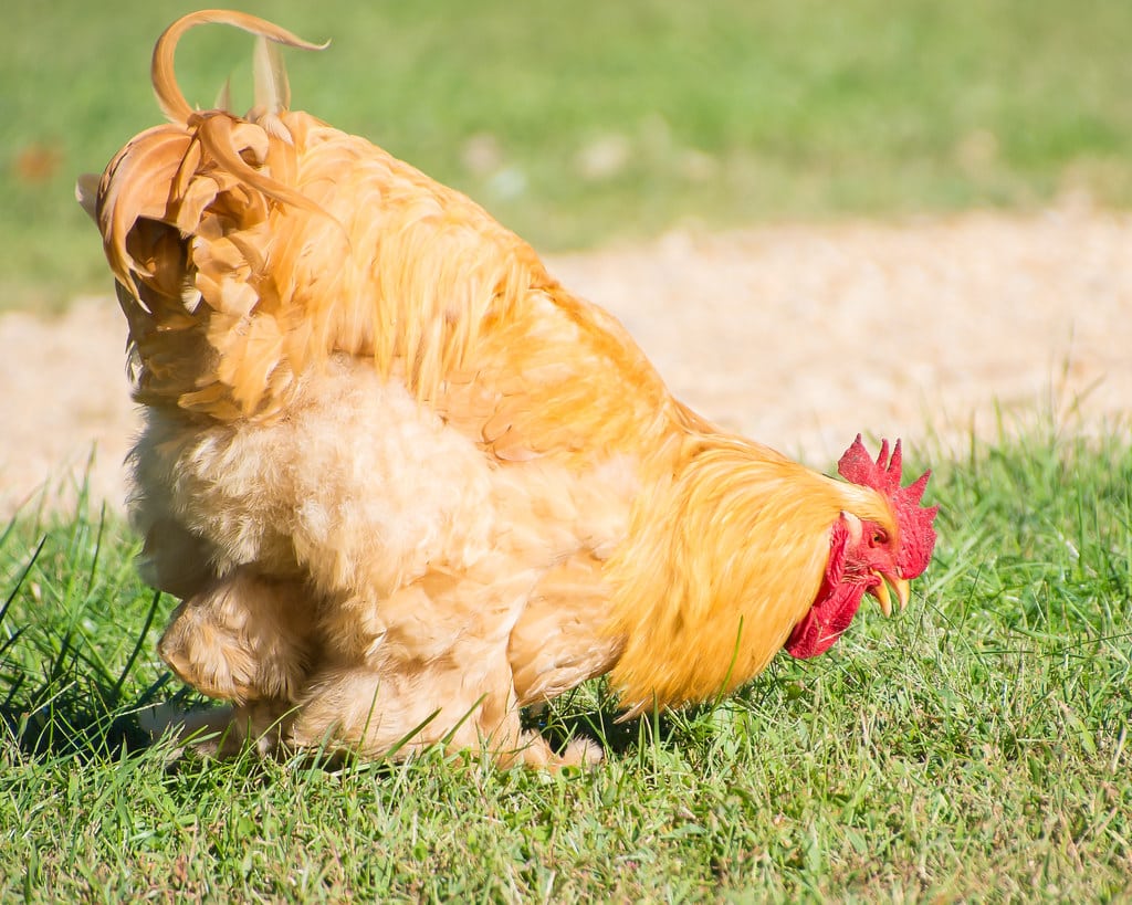 Cochin Chickens