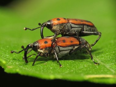 28 Different Types of Weevils With Pictures