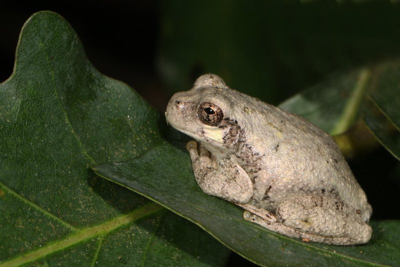 23 Different Types of Frogs in Kentucky