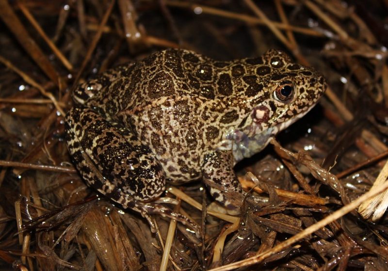 23 Different Types of Frogs in Kentucky