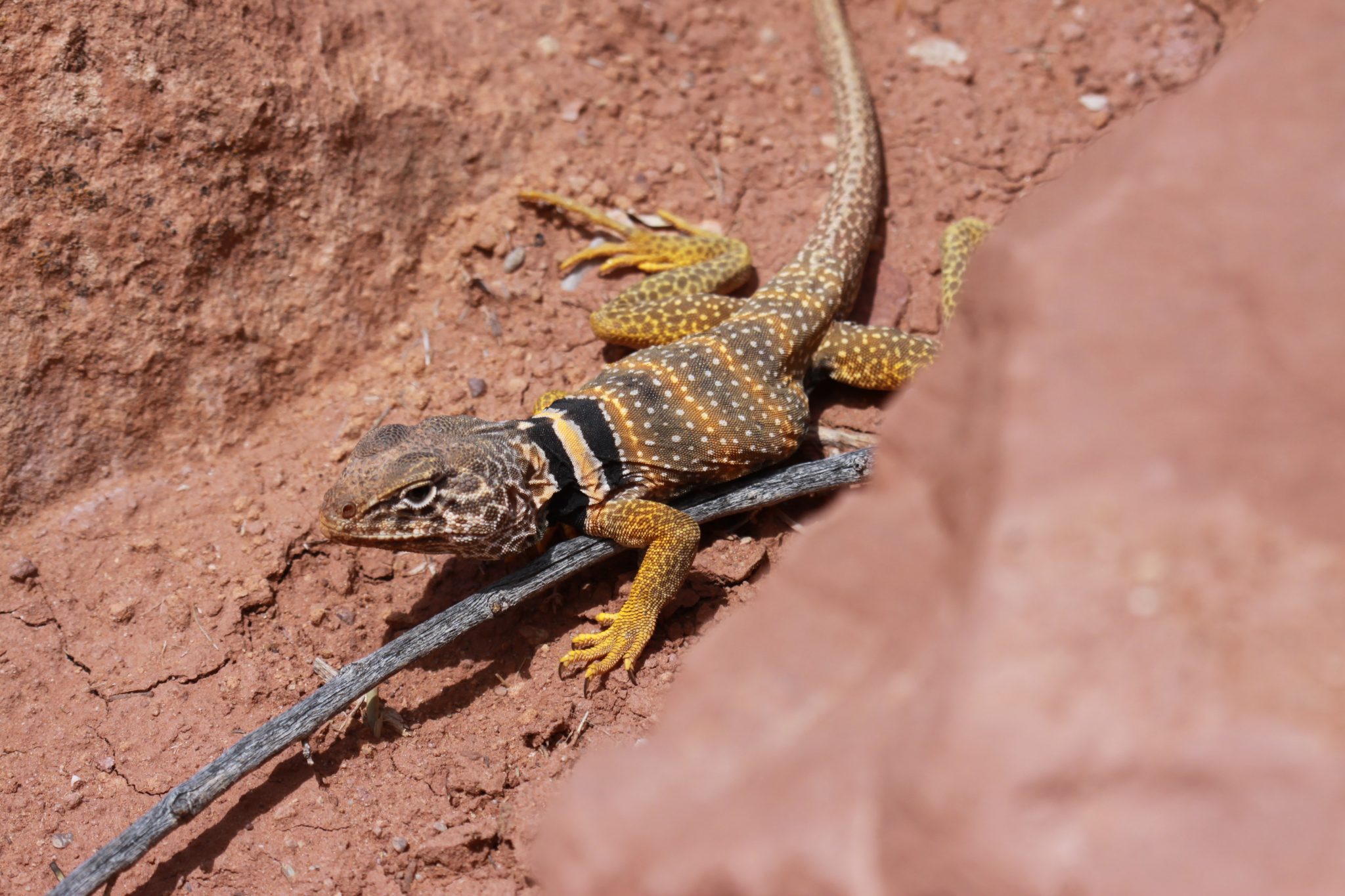 15 Types of Lizards in Mexico (With Pictures)