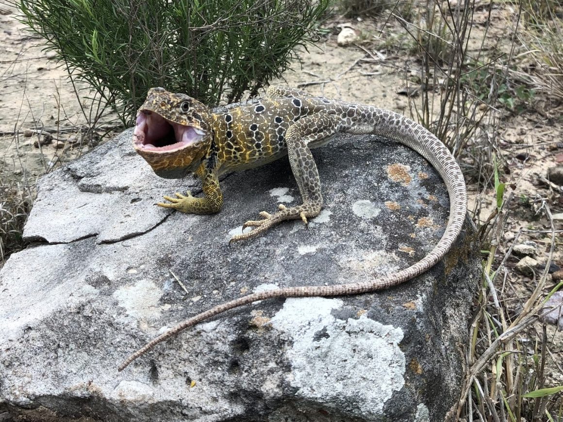 15 Different Types of Lizards in Mexico (With Pictures)