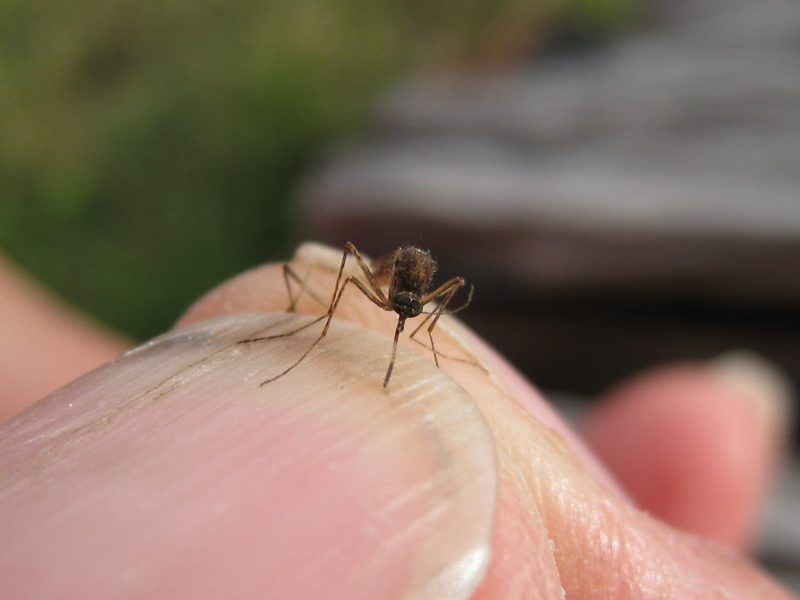 10 Different Types of Mosquitoes in Nigeria