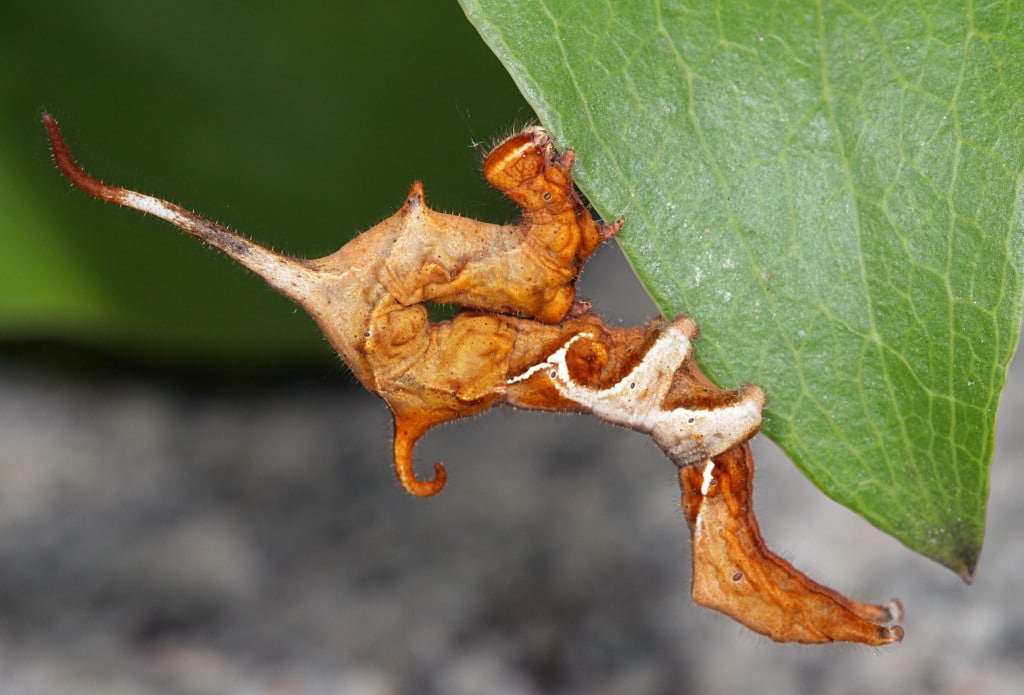 Curve-Lined Owlet Moth Caterpillar - types of caterpillars in South Carolina