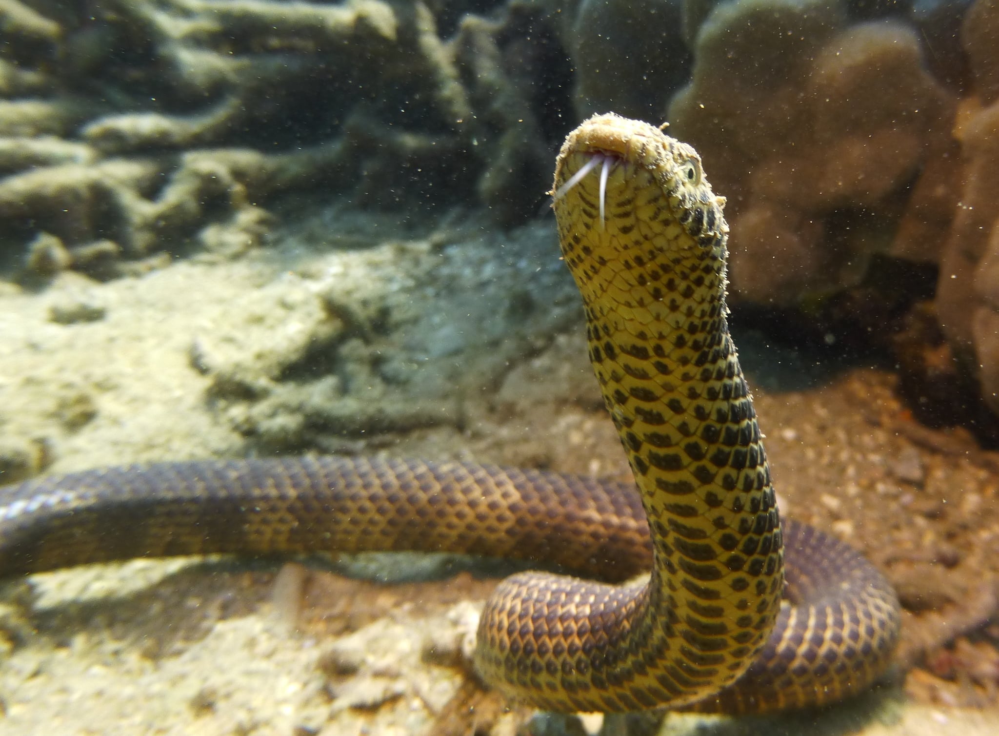 Dubois's Sea Snake