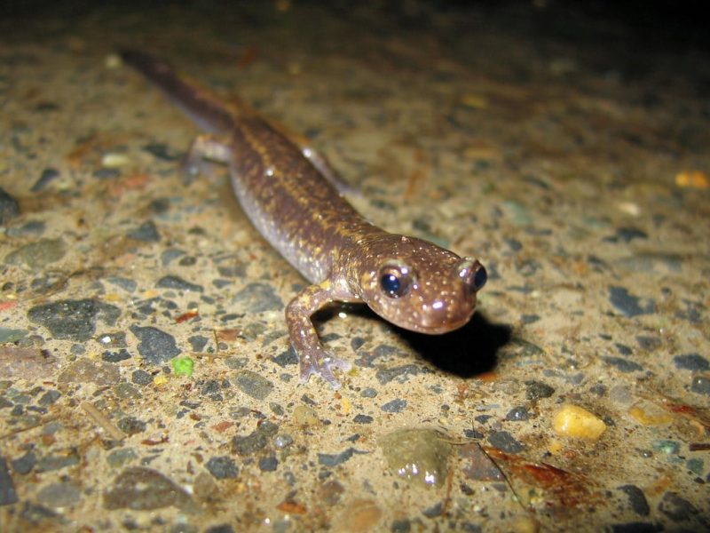 10 Types of Salamanders to Keep as Pets (With Pictures)