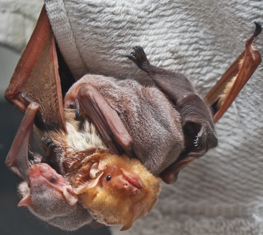 Eastern Red Bat - Types of Bats in Maryland