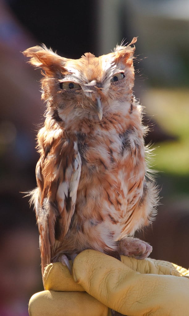 Eastern Screech Owl