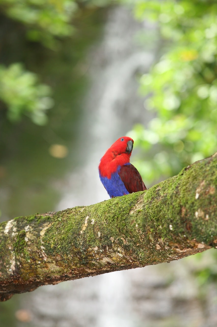 Eclectus Parrots