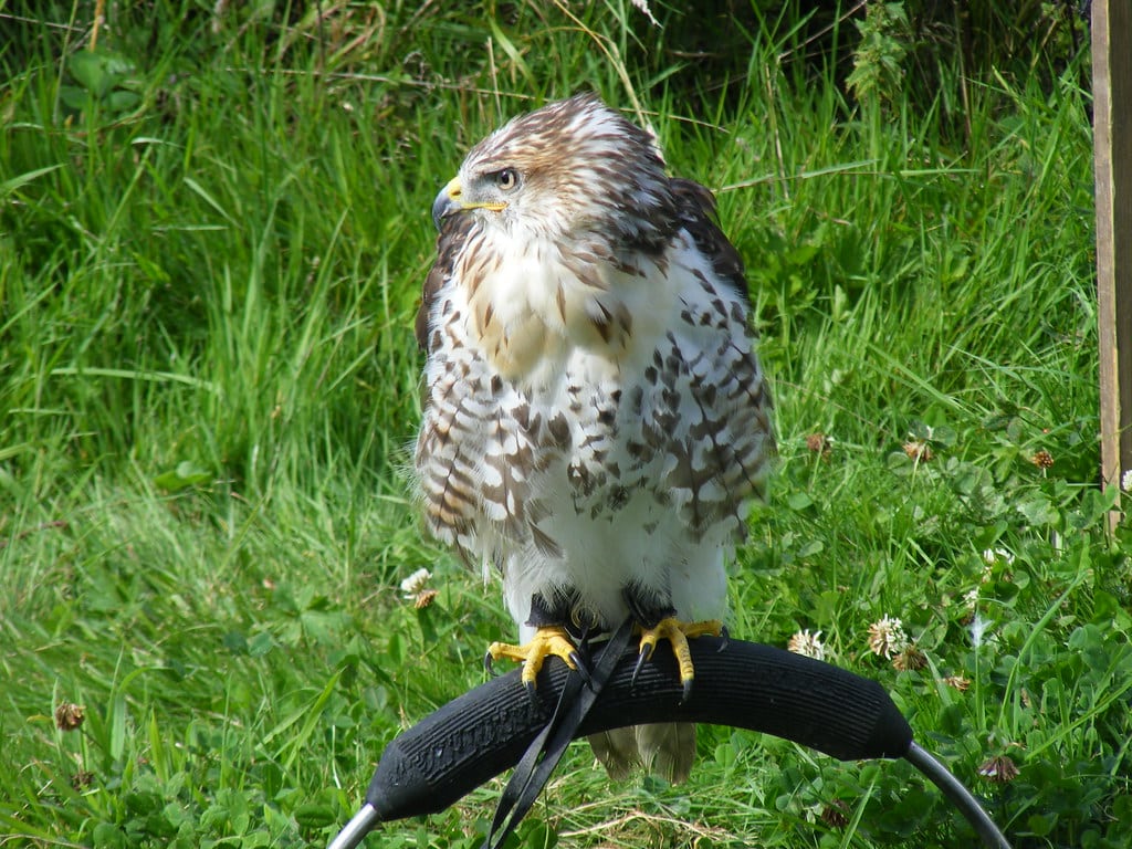 Ferruginous Hawk