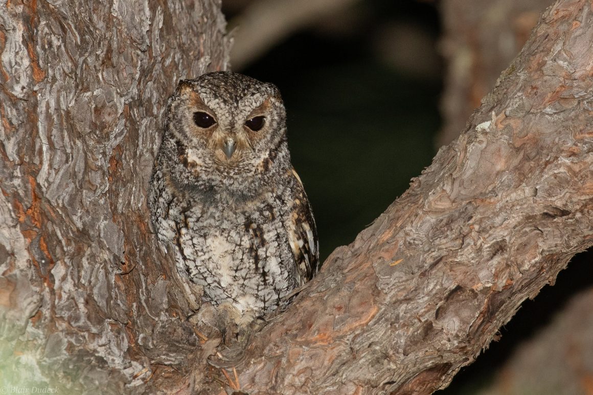 14 Different Types of Owls in California