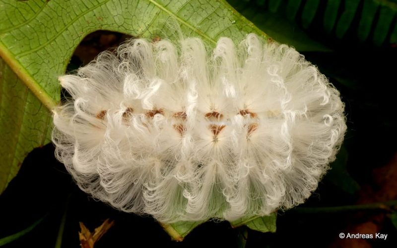 20 Types of Caterpillars in South Carolina (With Pictures)