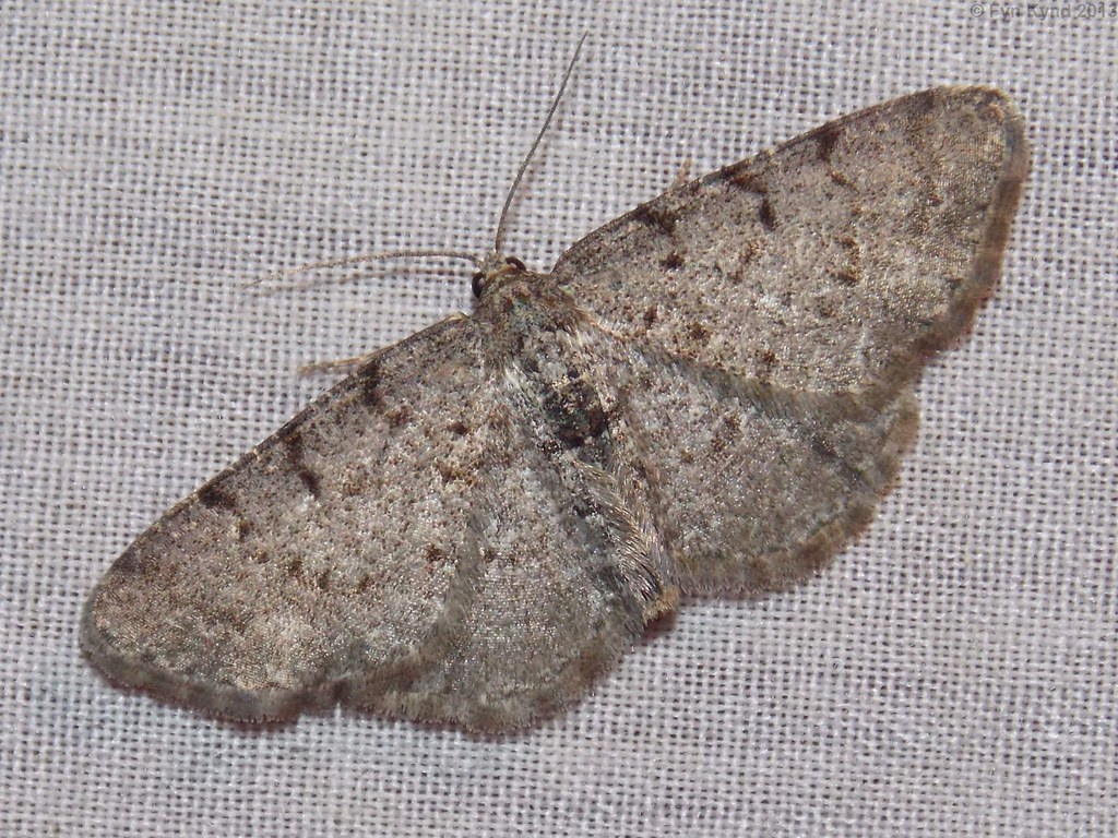 Four-barred-Gray Moth