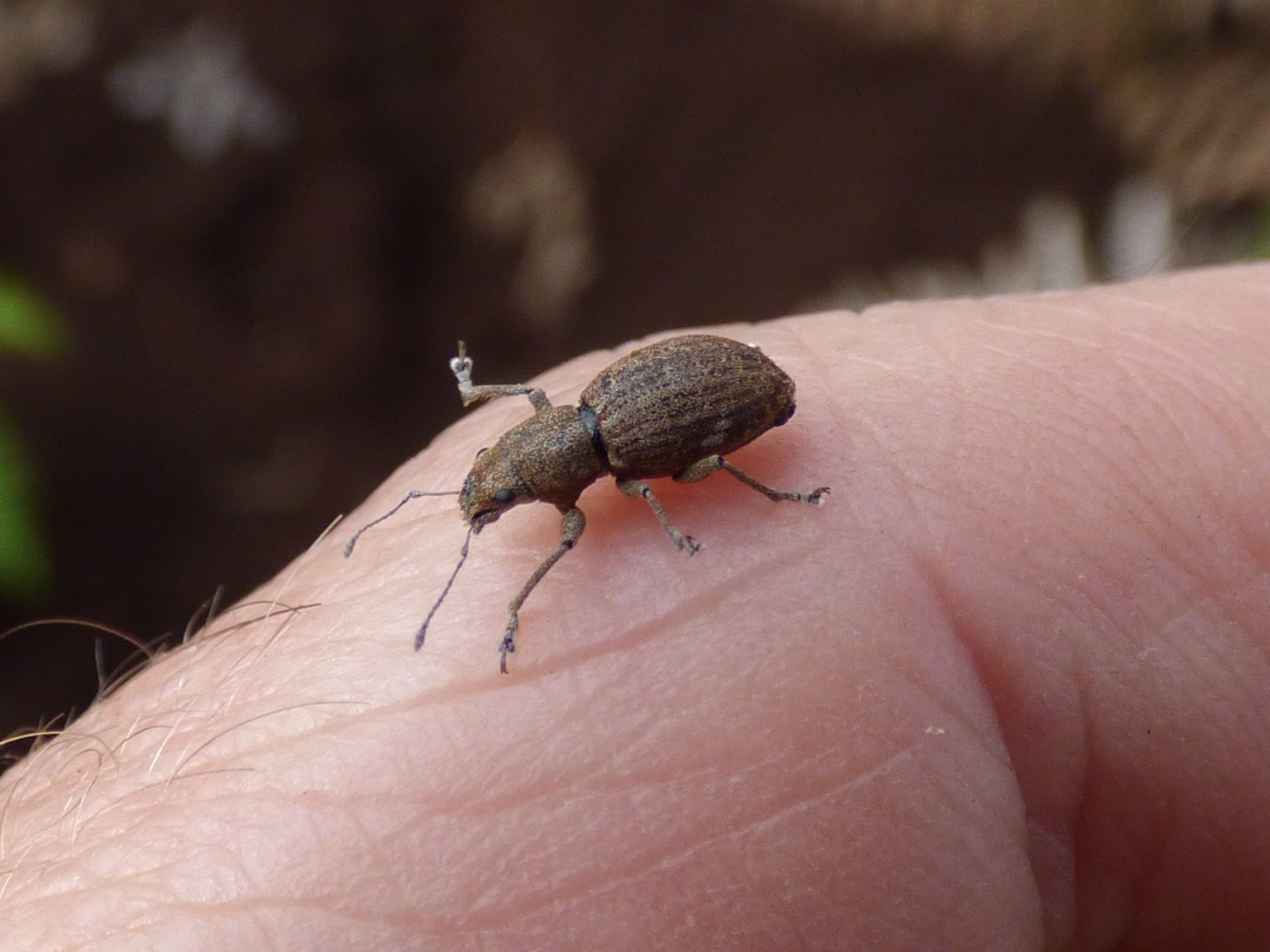 28 Different Types Of Weevils With Pictures