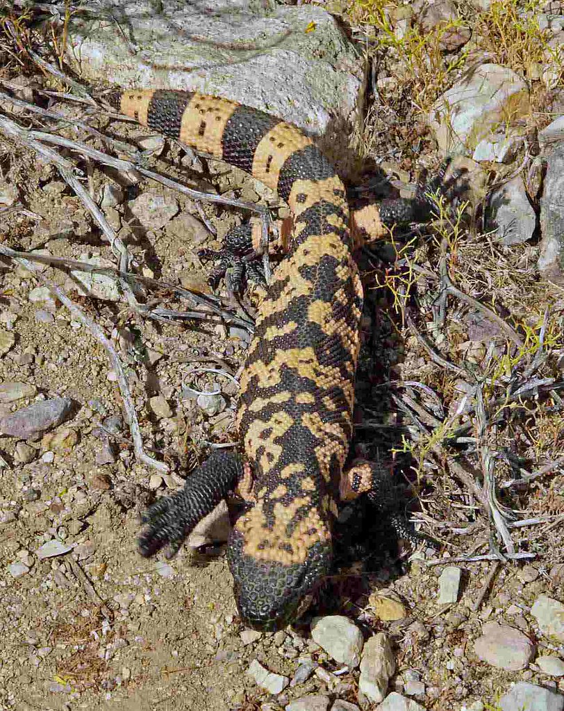 Gila Monsters